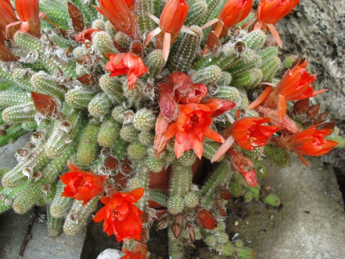 DSC09597 - cactusi 2012