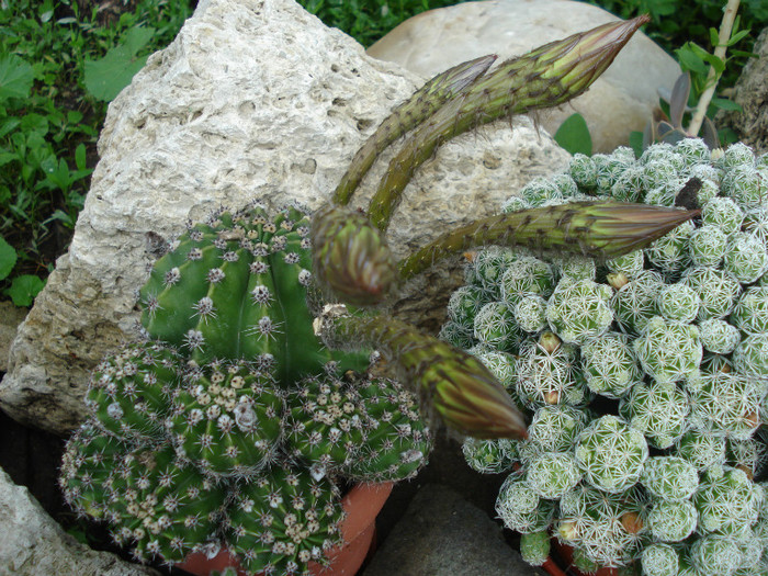 DSC09598 - cactusi 2012