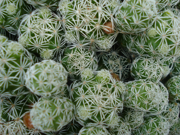 DSC09599 - cactusi 2012