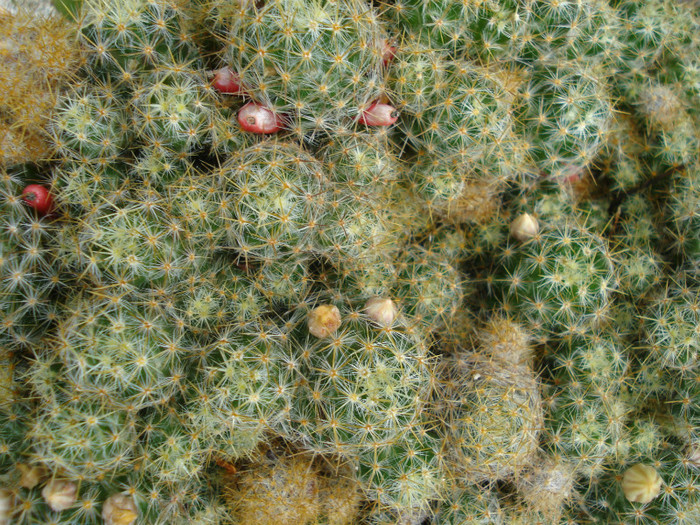 DSC09600 - cactusi 2012