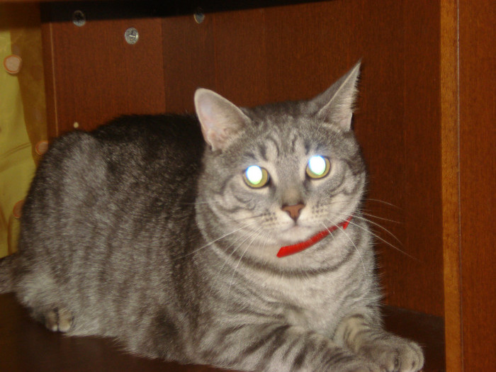 DSC09756 - Tabby-pisicutul nostru drag