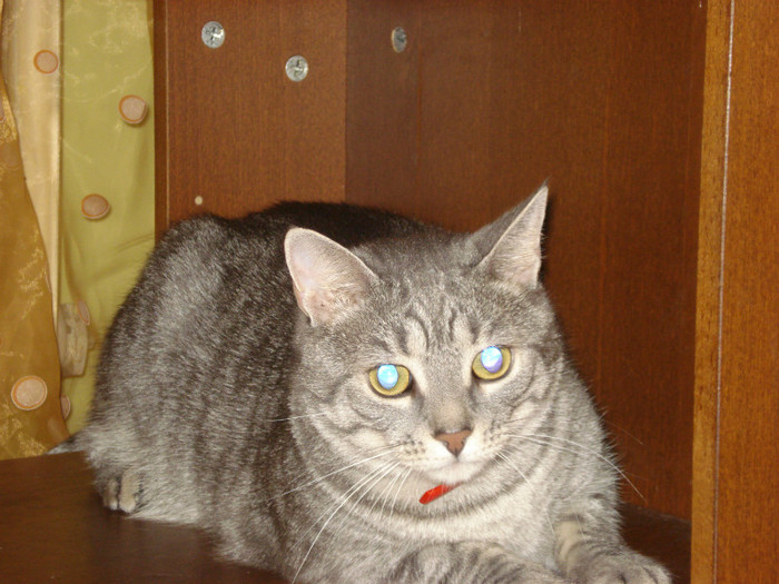 DSC09757 - Tabby-pisicutul nostru drag