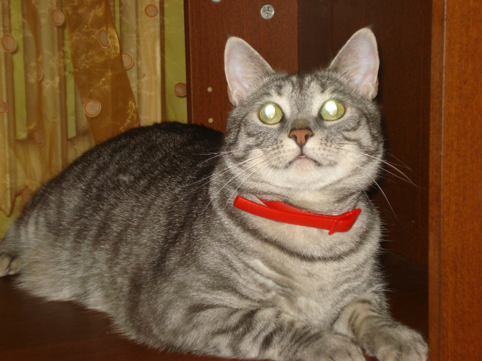 DSC09762 - Tabby-pisicutul nostru drag