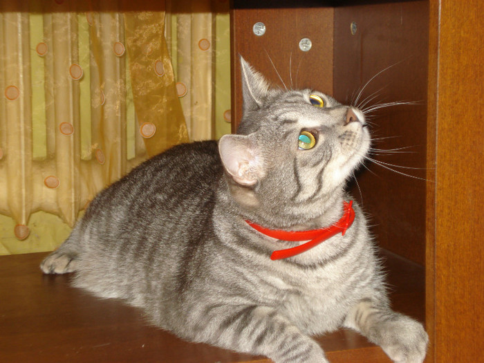 DSC09763 - Tabby-pisicutul nostru drag