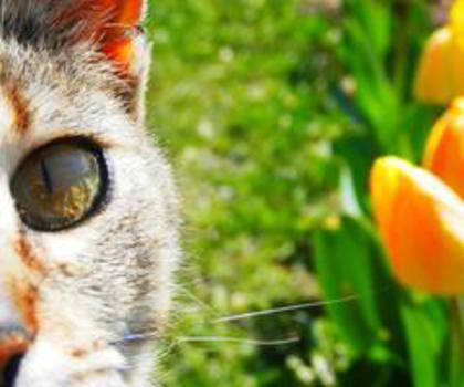 564387_403802442971917_1014366803_n_thumb