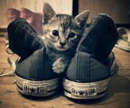 66424_429201550485943_973737609_n_thumb