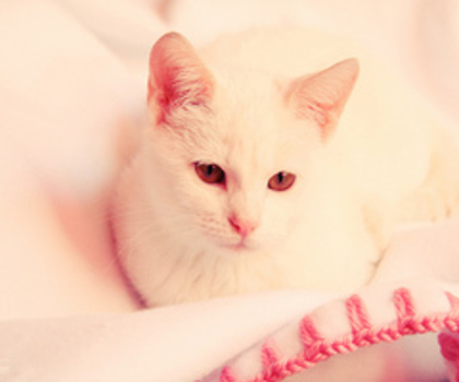 8199367565_15f718582e_z_thumb