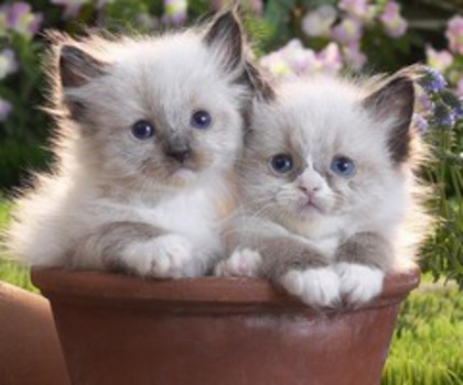 0_4aff4_ce9a29f7_XL_thumb