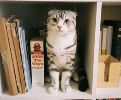 385367_321428174641770_1746733084_n_thumb