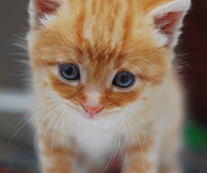 87890630199457680_YrEajDYX_c_thumb