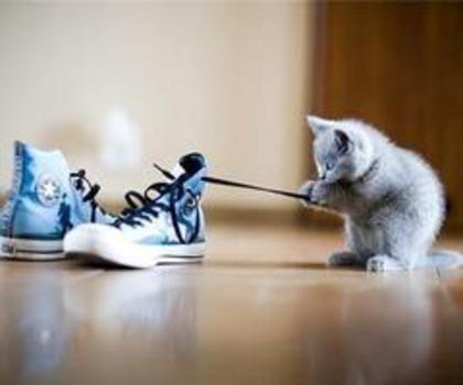 cat-cute-Favim.com-616472_thumb