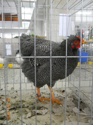 DSCN6302 - 2013 Expo Arges Ianuarie