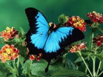 fluture albastriu