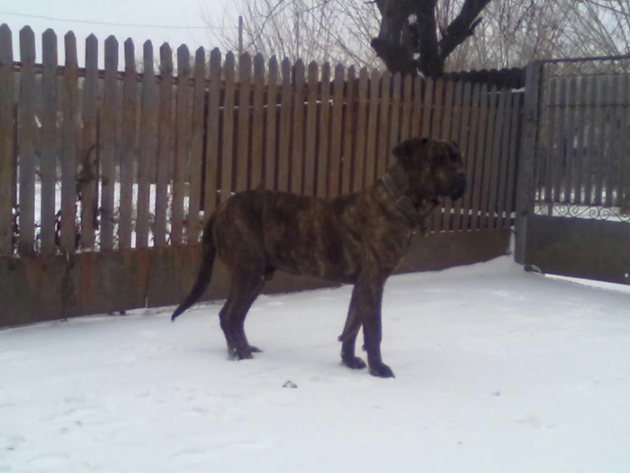 Coco; presa canario
