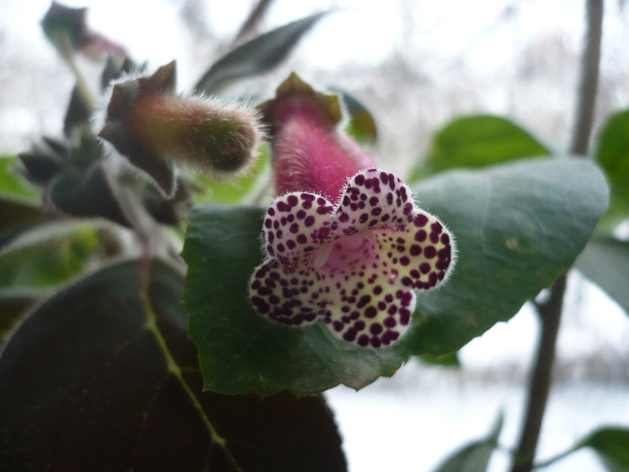 P1190261 - HL Blackberry Butterfly