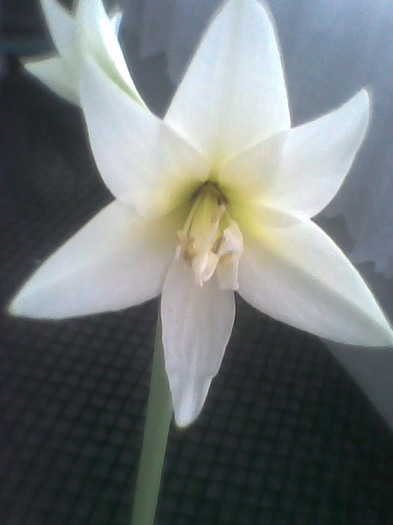 jawel - amaryllis2012-2013