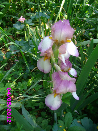 3 iris pumilla; epuizat
