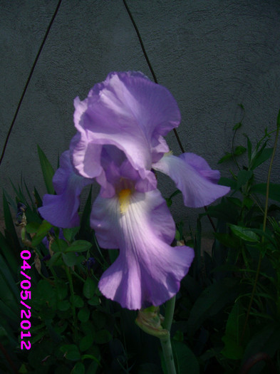 4 iris germanica - irisi