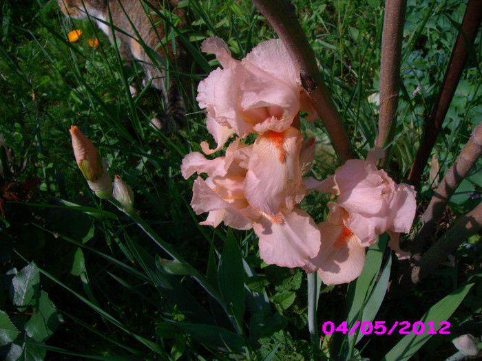 1 iris germanica - irisi