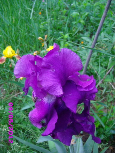 6 iris germanica - irisi