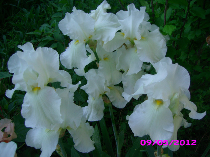 8 iris germanica