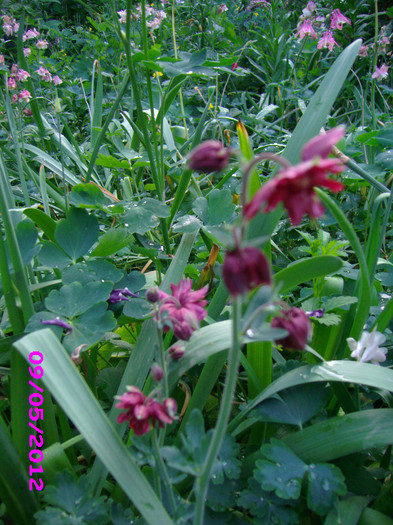 caldaruse rosii batute - caldaruse