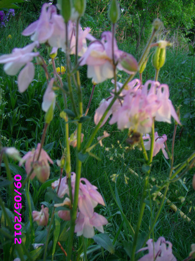 caldaruse roze 3 ron/radacina - caldaruse