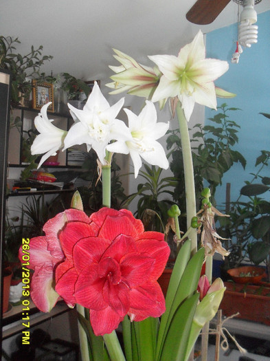 SDC12853 - 2_Amaryllis-2013