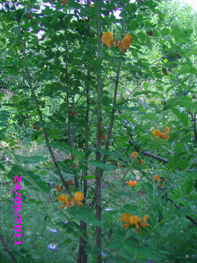 Colutea arbust  20 ron/buc; Arbust din fam. Leguminoase avand flor asemanatoare cu ale salcamului dar de culoare portocalie.
