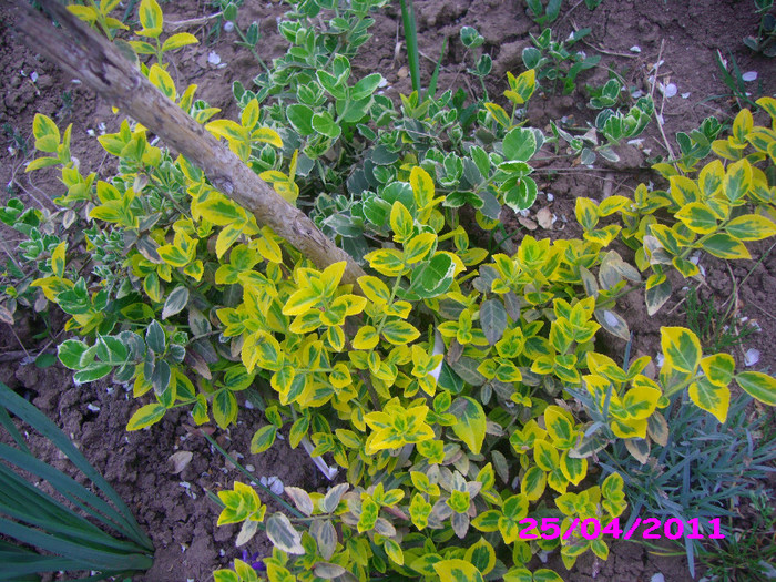 euonimus mix  10 ron/buc - arbusti decorativi