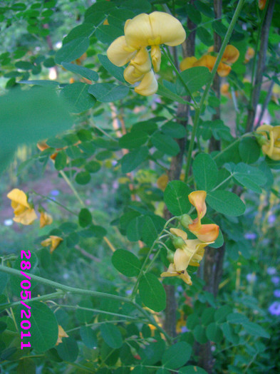 Flori Colutea - arbusti decorativi