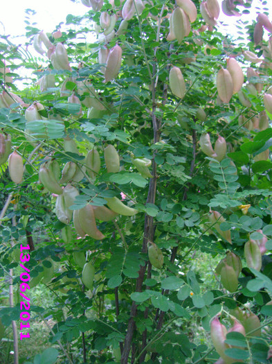 Colutea fructe - arbusti decorativi