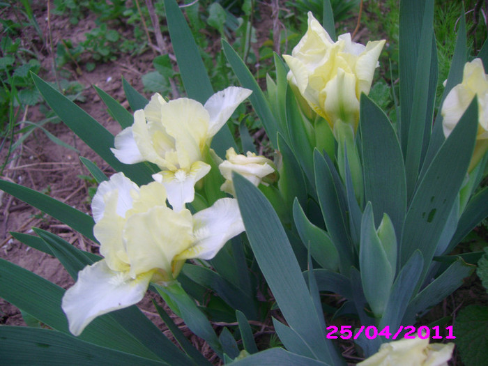 9 iris pumila alb-galben - irisi