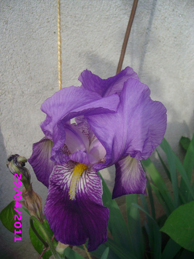 10 iris germanica  bicolor - irisi
