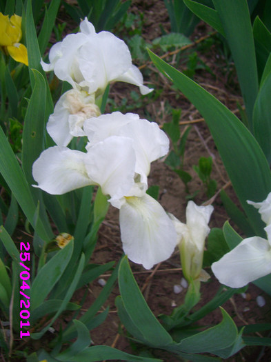 11 iris pumila alb  indisponibil - irisi