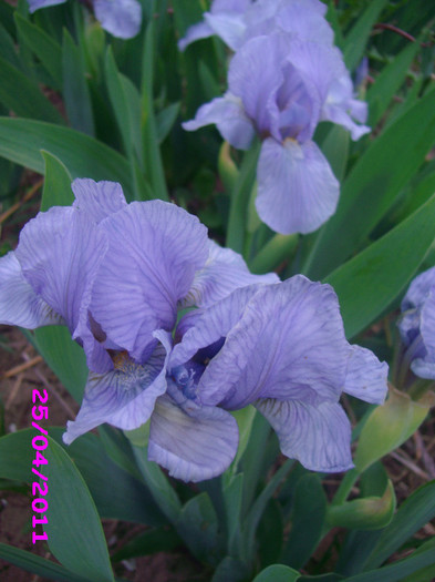 12 iris pumila bleu indisponibil