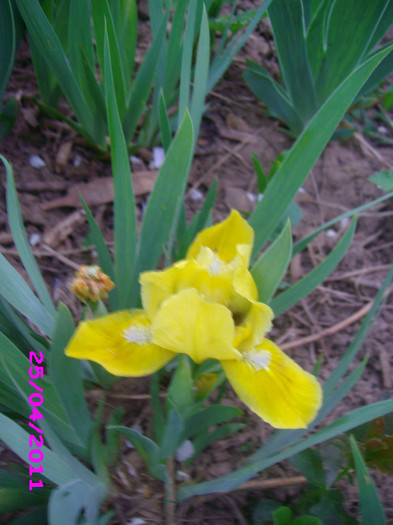 13 iris pumila galben pete albe indisponibil - irisi