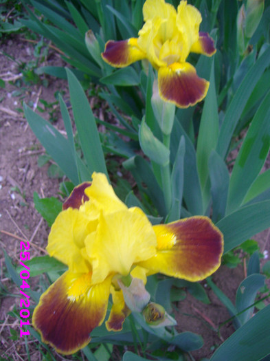 14 iris pumila galben-maro indisponibil - irisi