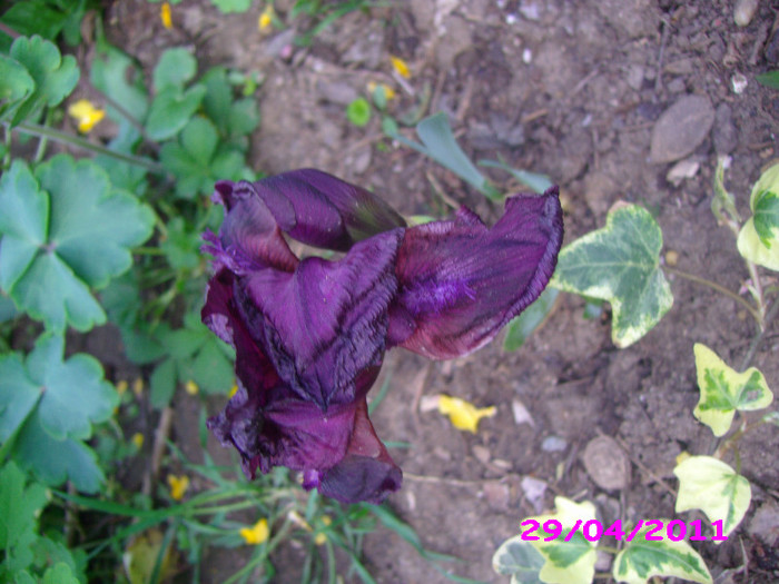 15 iris pumila  epuizat; stoc epuizat
