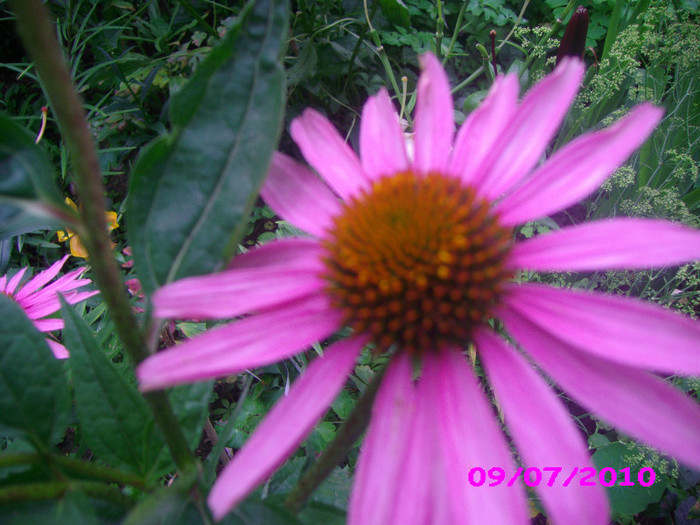 echinacea indisponibilă - Flori