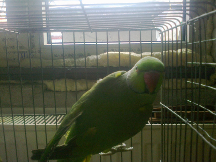 MICUL ALEXANDRU VERDE MATUR 3 ANI 300 LEI BUCATA; MICUL ALEXANDRU VERDE MATUR 3 ANI 300 LEI BUCATA
