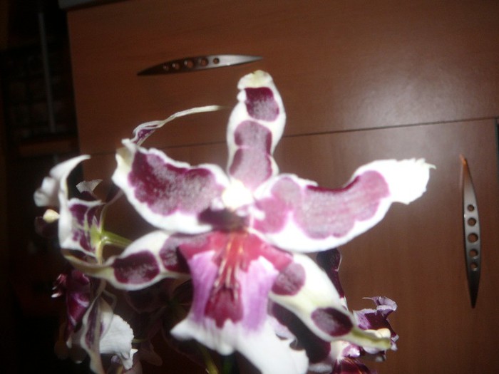 Orhidee noua - ORHIDEE