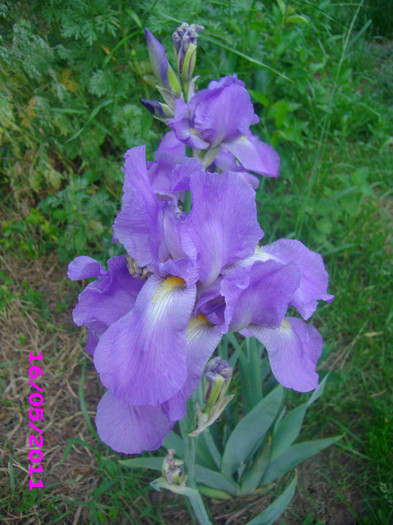 16 iris germanica