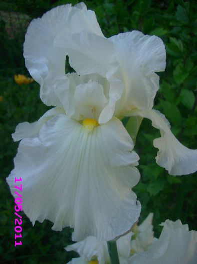 iris germanica alb - irisi