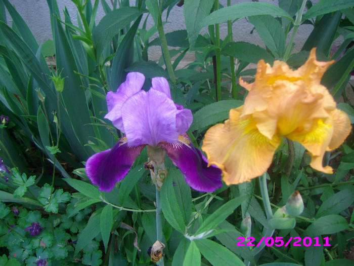 18 stoc epuizat - irisi