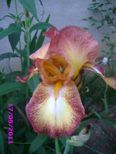 Spreckess indisponibil - irisi