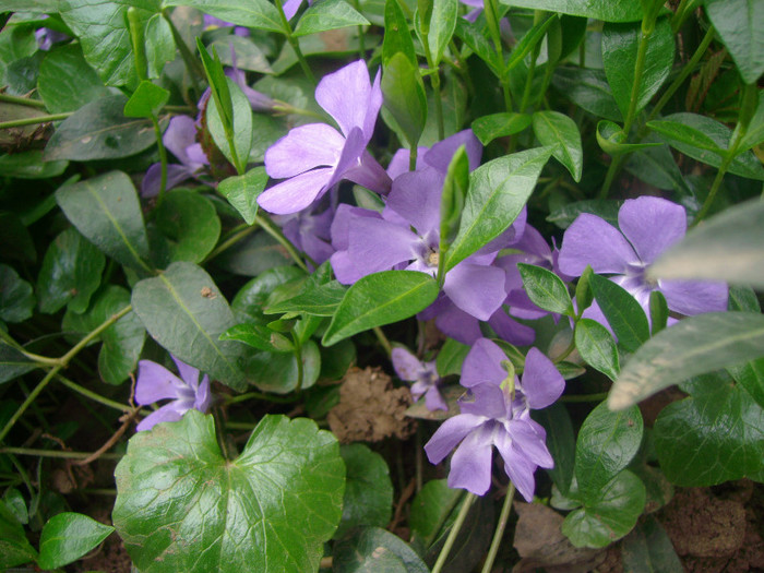 vinca 3 roni