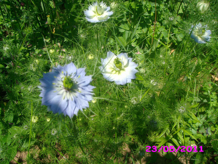 nigella damaschena - Flori