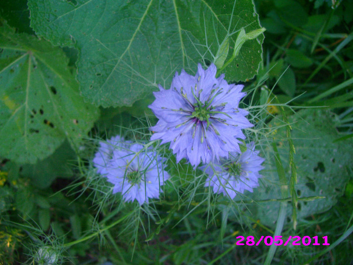 nigella damaschena - Flori