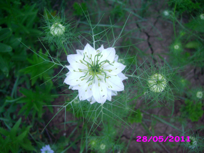 nigella damaschena - Flori